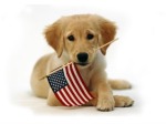 clipart patriotic_pet_cute_puppy_usa_american_flag_1